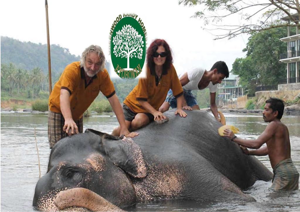 Greenwood Kandy Homestay Экстерьер фото