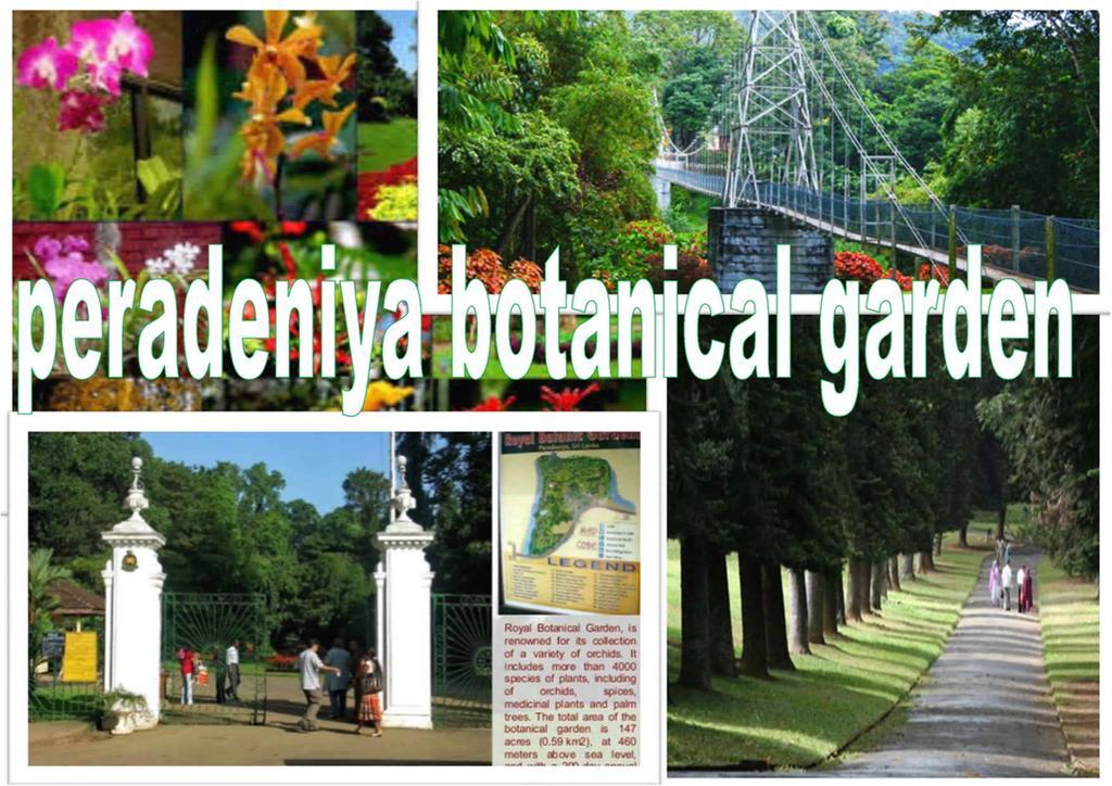 Greenwood Kandy Homestay Экстерьер фото